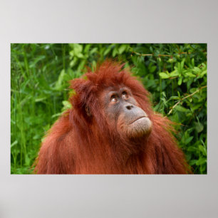 Poster Orangutan's Thoughement Gaze