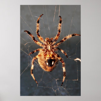 Poster Orb Weaver Spider