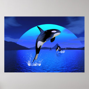 Poster Orca 1