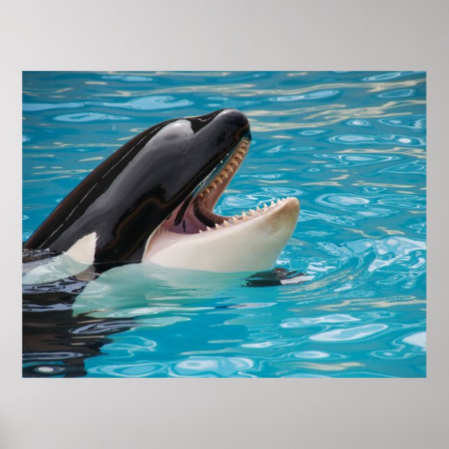 Poster Orca, Baleia Assassina (Frente)
