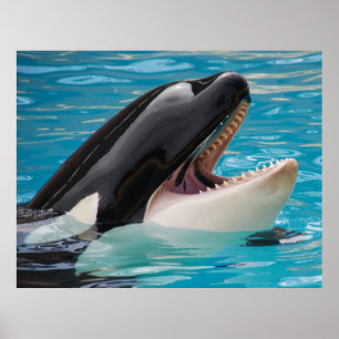 Poster Orca, baleia assassina