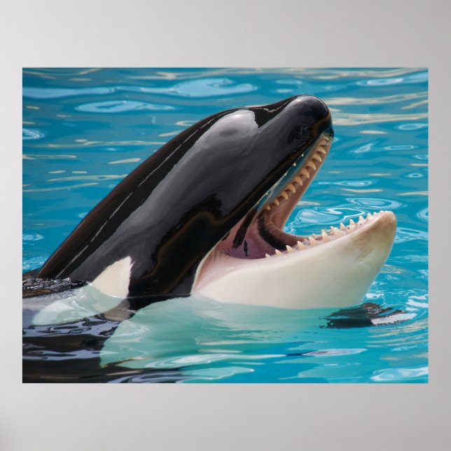 Poster Orca, baleia assassina (Frente)