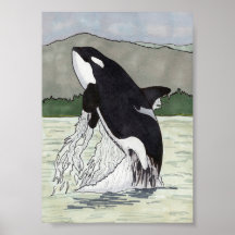 Orca / Baleia Assassina 5x7