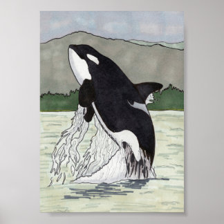 Poster Orca / Baleia Assassina 5x7
