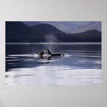 Orca | Baleias Assassinas A Quebrar