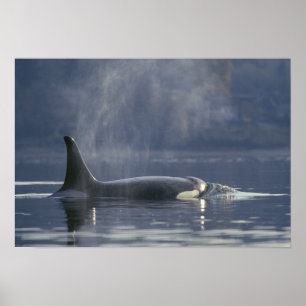 Pôster Orca fêmea adulta (Orcinus Orca), Puget