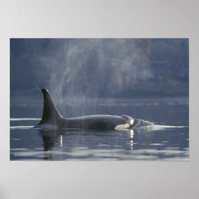 Pôster Orca fêmea adulta (Orcinus Orca), Puget (Frente)