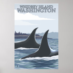 Pôster Orca Whales #1 - Whidbey, Washington