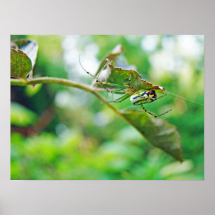 Poster Orchard Orbweaver Spider - Leucauge venusta