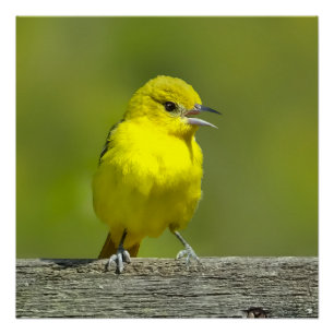 Pôster Orchard Oriole - Fotografia original