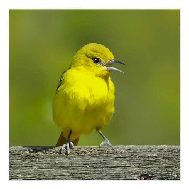 Pôster Orchard Oriole - Fotografia original (Frente)