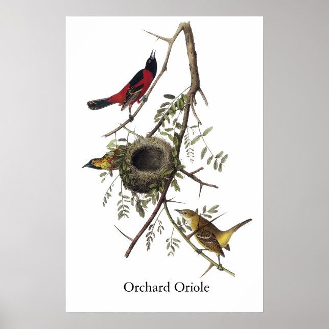 Pôster Orchard Oriole - John James Audubon (Frente)