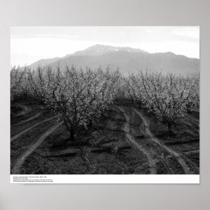 Poster Orchards at Banning Heights, Mt. San Jacinto, 1966