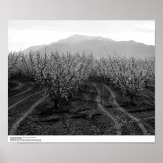 Poster Orchards at Banning Heights, Mt. San Jacinto, 1966