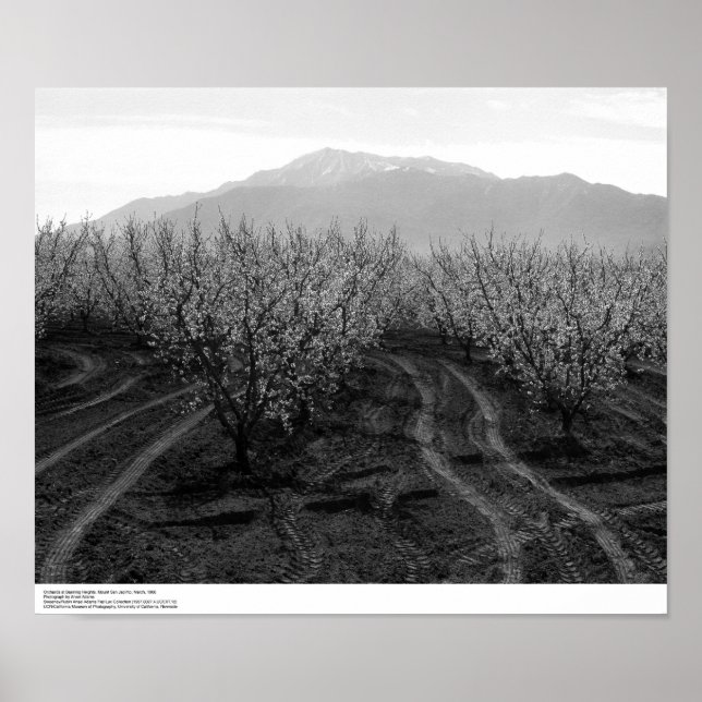 Poster Orchards at Banning Heights, Mt. San Jacinto, 1966 (Frente)