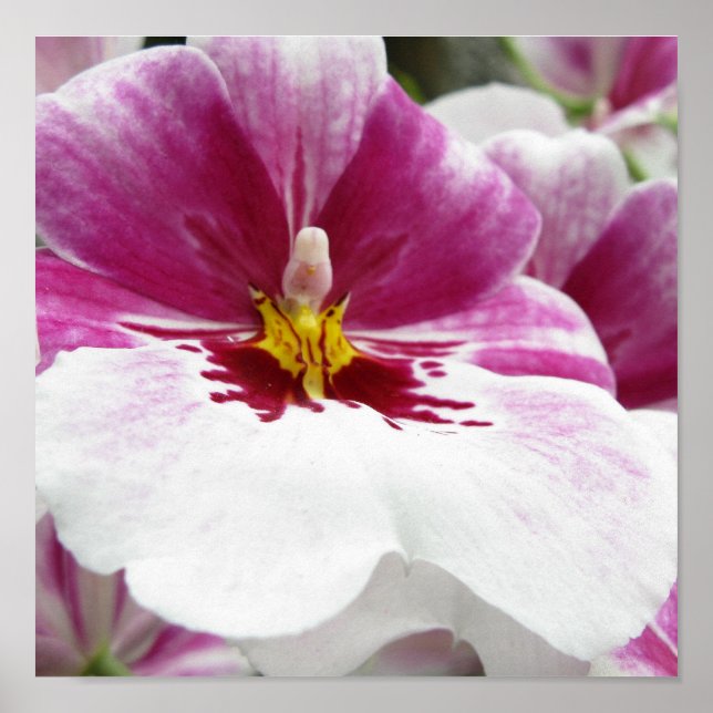 POSTER ORCHID (Frente)