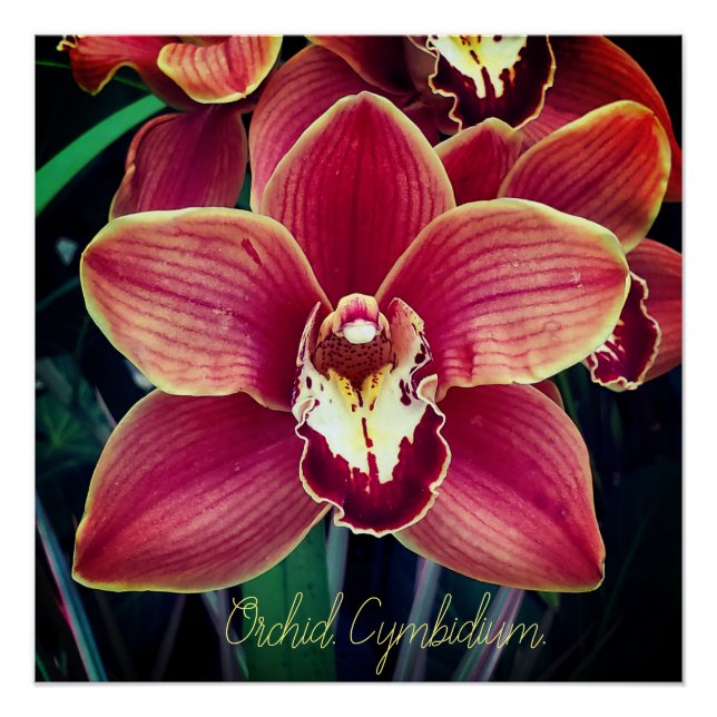 Pôster Orchid. Cymbidium (Frente)