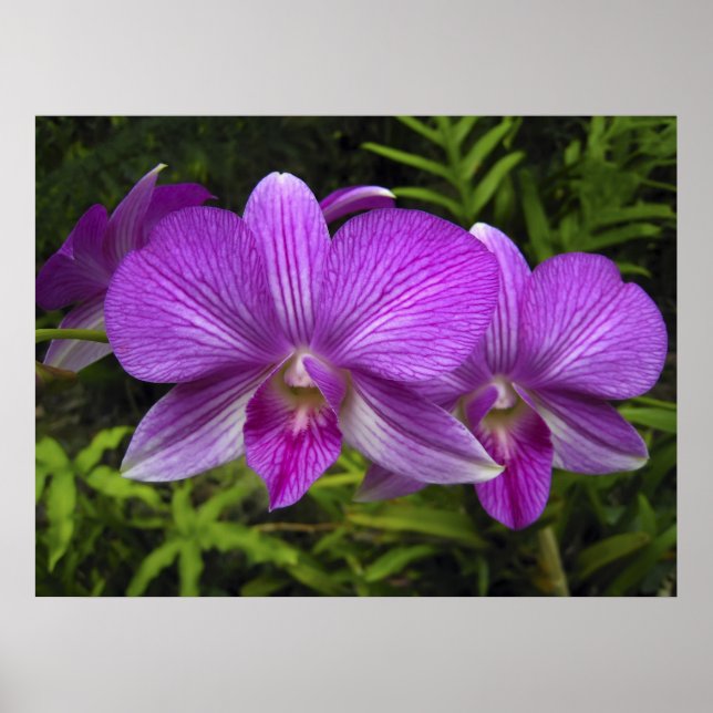 POSTER ORCHID DE PURPLE HAWAIIANO (Frente)