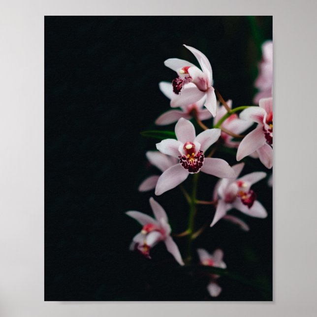 Poster Orchid Flower Black background (Frente)