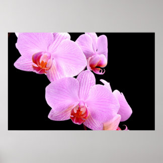 Pôster Orchid Love
