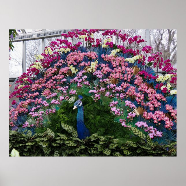 Poster Orchid Peacock (Frente)
