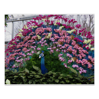 Pôster Orchid Peacock