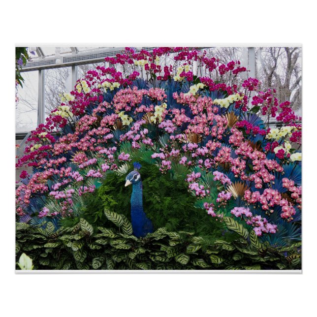 Pôster Orchid Peacock (Frente)