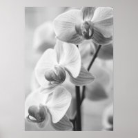 Orchidee in schwarz/weiß