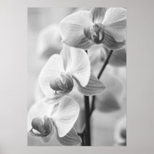 Poster Orchidee in schwarz/weiß