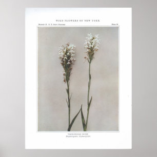 Poster Orchis Branco-Franjado