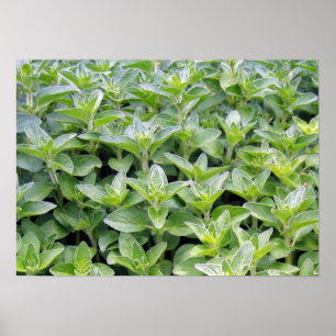 Pôster Oregano perfumado