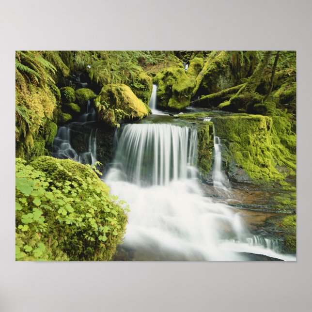Poster Oregon, Waterfall no Willamette national (Frente)