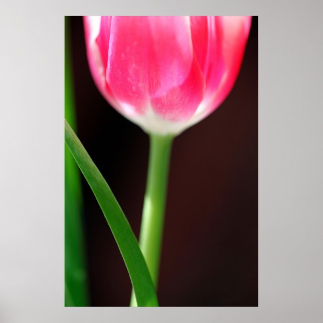 Poster Orelha (Frente)