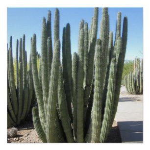 Pôster Organ Pipe Cactus
