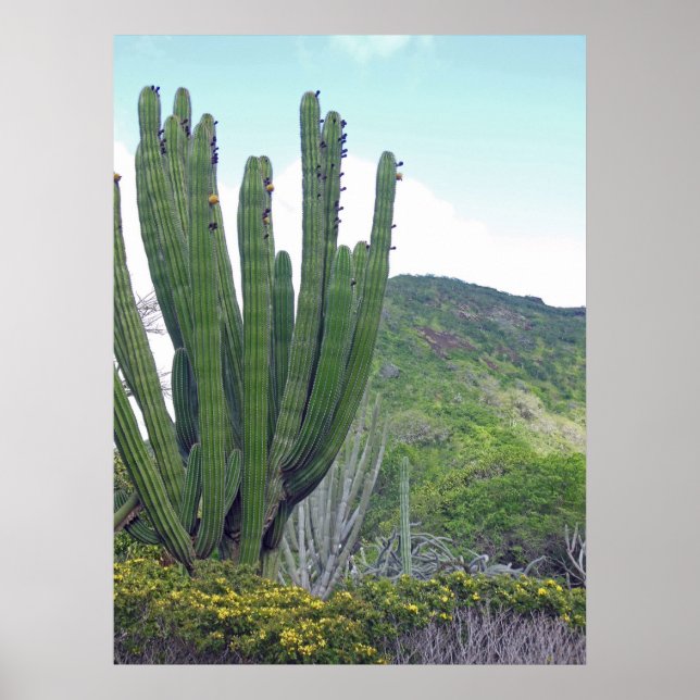 Poster Organ Pipe Cactus (Frente)