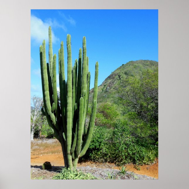 Pôster Organ Pipe Cactus (Frente)
