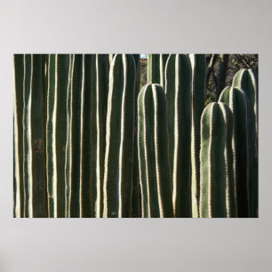 Pôster Organ Pipe Cactus