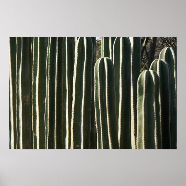Pôster Organ Pipe Cactus (Frente)