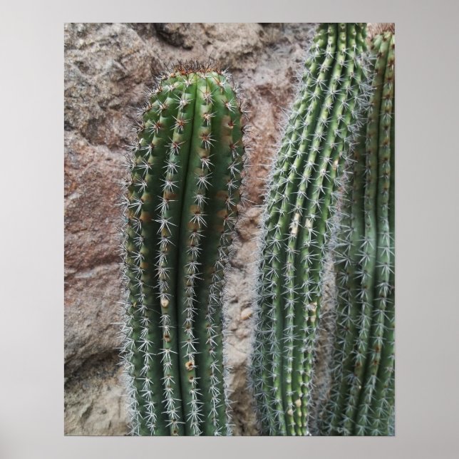 Pôster Organ Pipe Cactus Southwest Cactos Wall Decor (Frente)