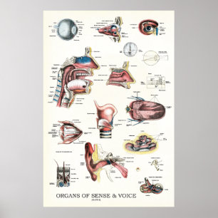 Poster Órgãos da Anatomia do Nariz da Voz do Sentido