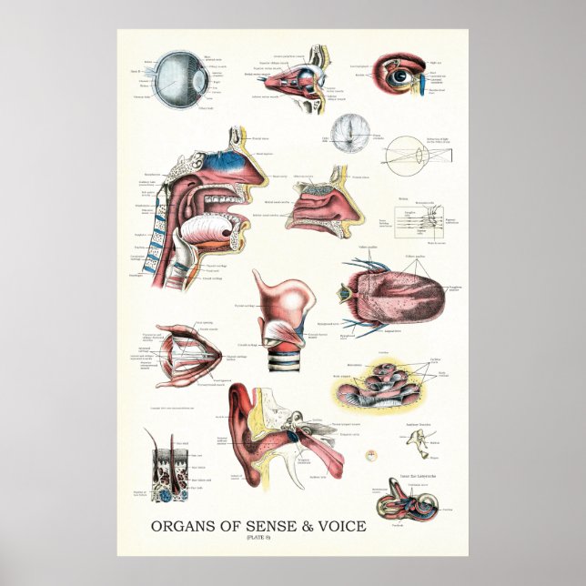 Poster Órgãos da Anatomia do Nariz da Voz do Sentido (Frente)