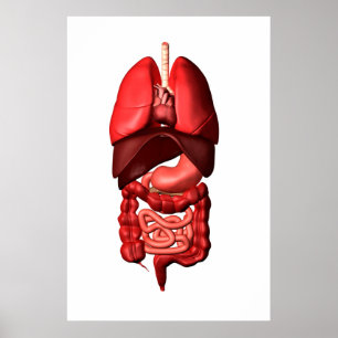 Poster Órgãos Dos Sistemas Respiratório E Digestivo