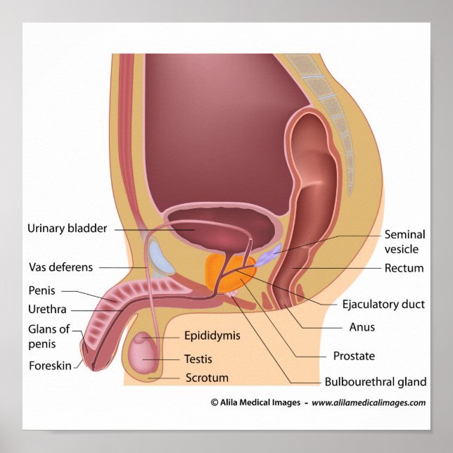 Pôster Órgãos reprodutivos masculinos sagittal, diagrama  (Frente)