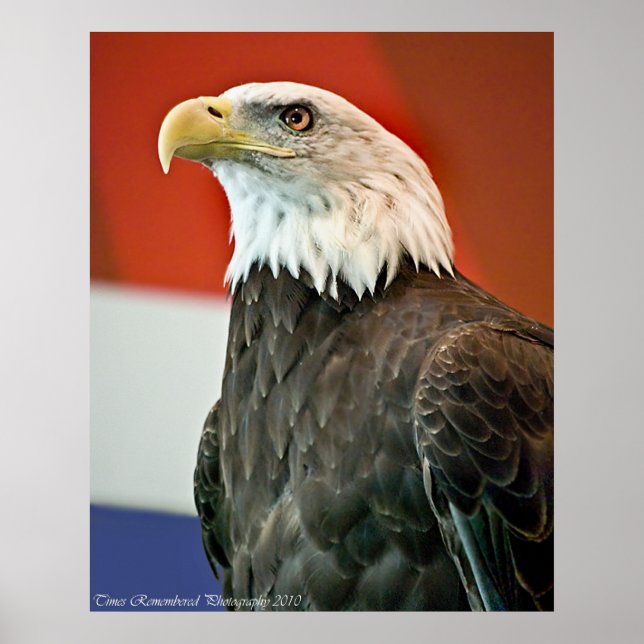 Poster Orgulho Bald Eagle (Frente)