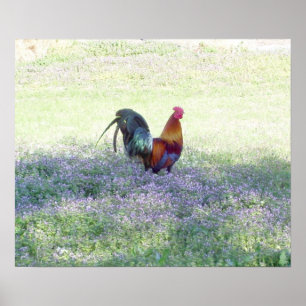 Pôster Orgulho emplumado