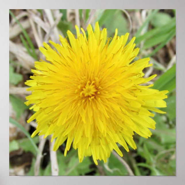 Poster Orgulhosa Flor Dandelion. (Frente)