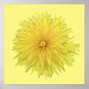 Poster Orgulhosa Flor Dandelion - transparente.