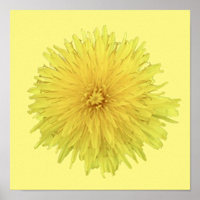 Poster Orgulhosa Flor Dandelion - transparente. (Frente)