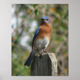 Poster orgulhoso do Bluebird