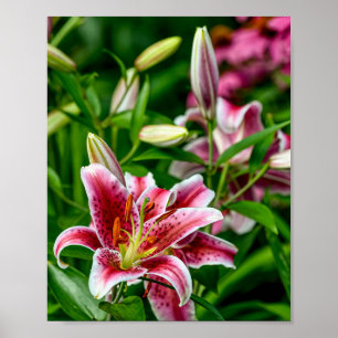 Poster Oriental Lily